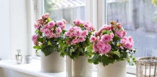 Бегония элатиор (Begonia elatior)