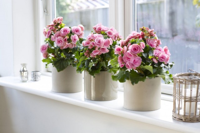 Бегония элатиор (Begonia elatior) Бегония элатиор (Begonia elatior)