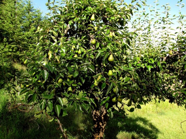 Грушевое дерево с плодами