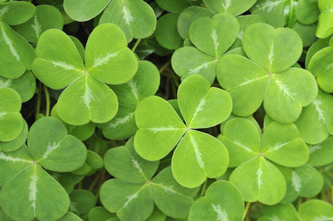 shamrock