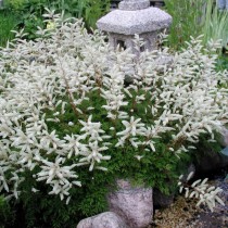 Волжанка, или арункус (Aruncus) Волжанка, или арункус (Aruncus)