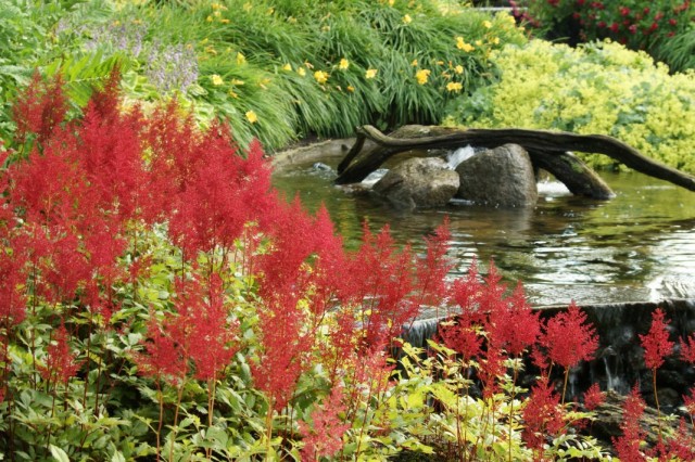 Астильба Арендса (Astilbe Arendsii) Астильба Арендса (Astilbe Arendsii)