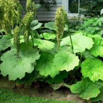 Астильбоидес пластинчатый (Astilboides tabularis) Астильбоидес пластинчатый (Astilboides tabularis)