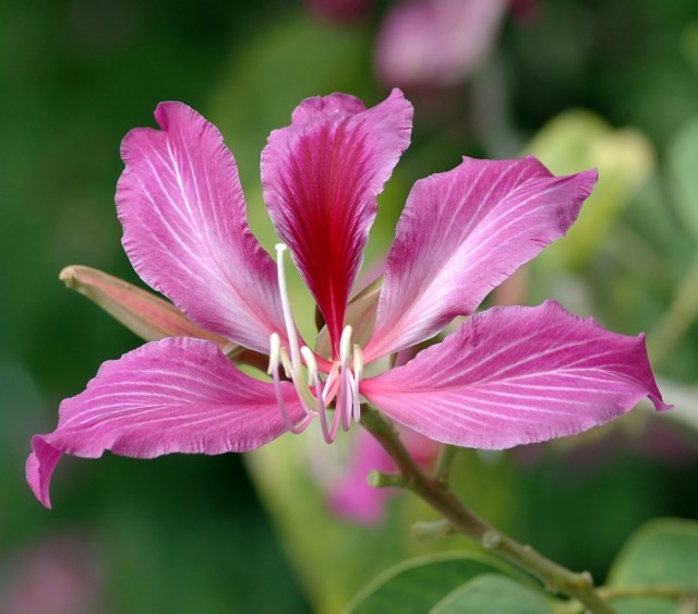 Цветки Баухинии