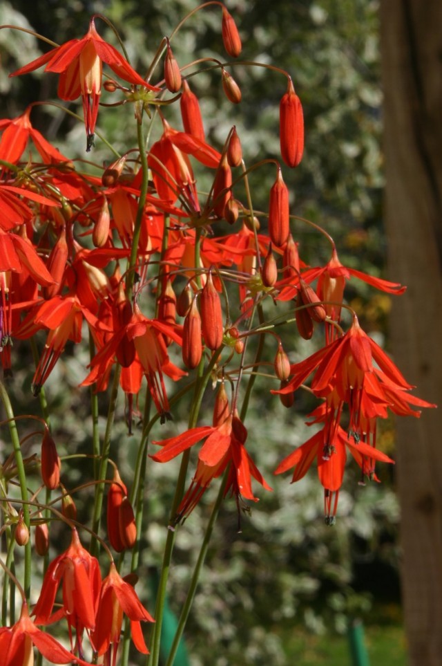 Бессера изящная (Bessera elegans) Бессера изящная (Bessera elegans)