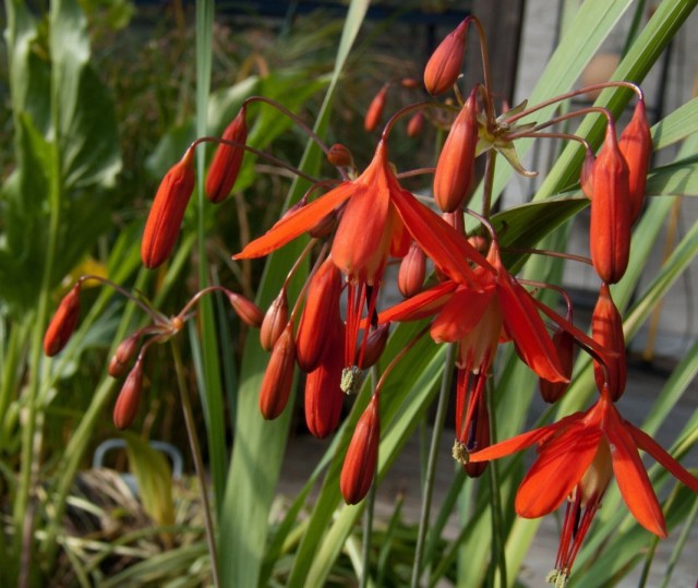 Бессера изящная (Bessera elegans) Бессера изящная (Bessera elegans)