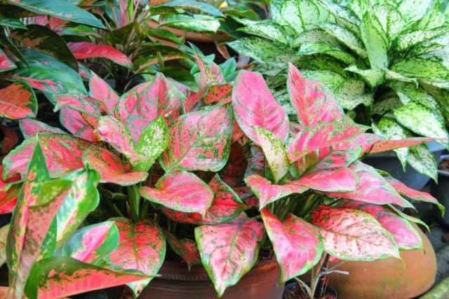 Каладиум двухцветный (Caladium bicolor) Каладиум двухцветный (Caladium bicolor)