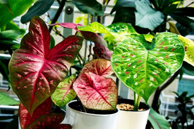 Каладиум двухцветный (Caladium bicolor) Каладиум двухцветный (Caladium bicolor)