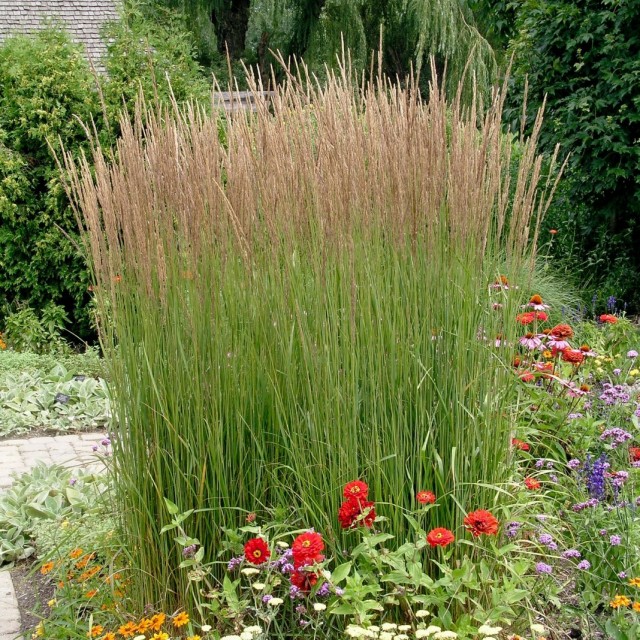 Вейник остроцветковый (Calamagrostis acutiflora) Вейник остроцветковый (Calamagrostis acutiflora)