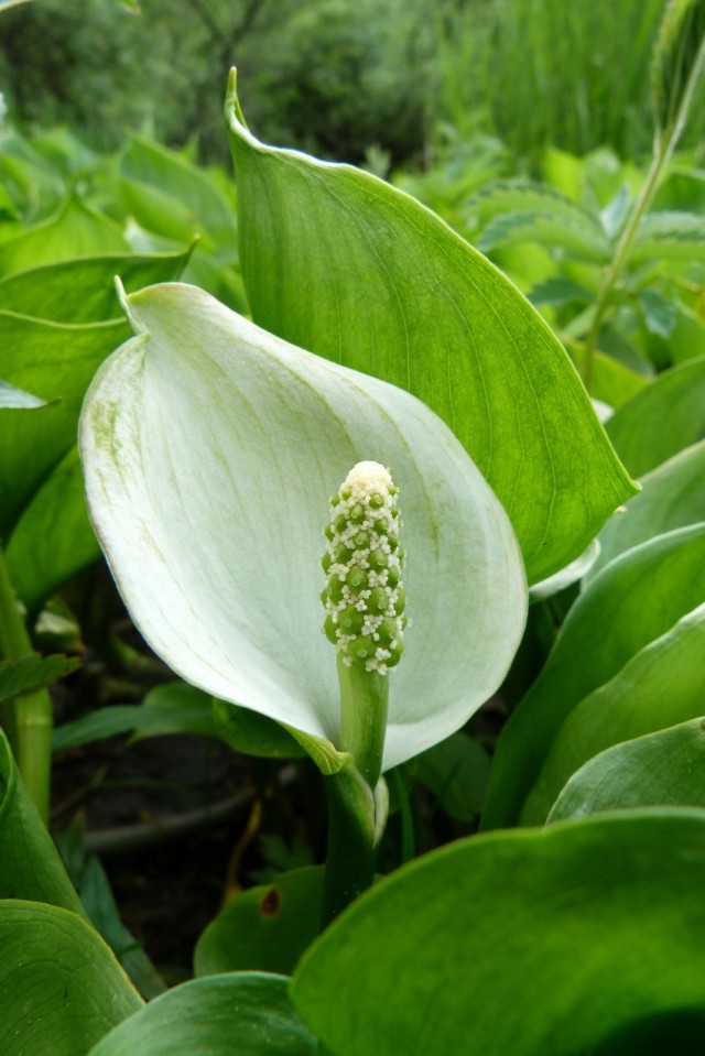 Белокрыльник болотный, или Калла (Calla palustris) Белокрыльник болотный, или Калла (Calla palustris)