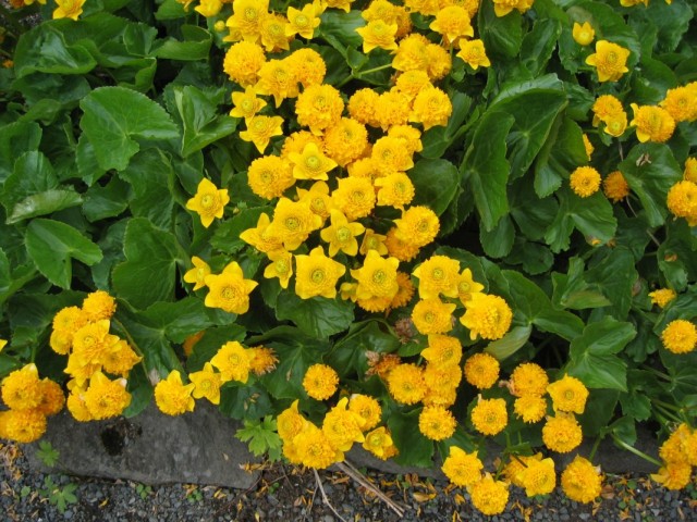 Калужница болотная (Caltha palustris) Калужница болотная (Caltha palustris)