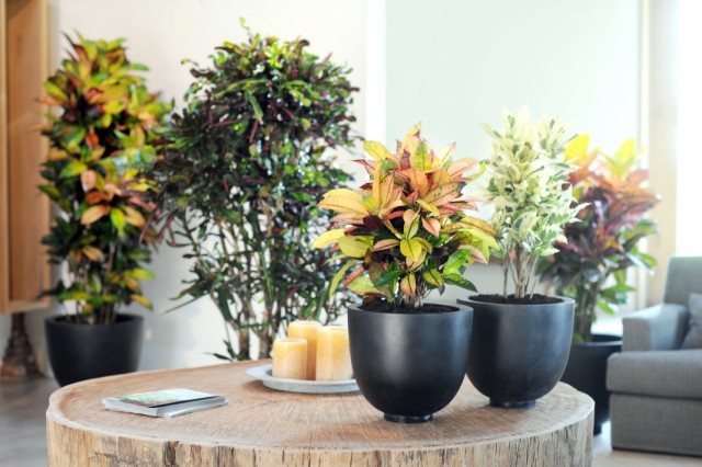 Кодиеум пестрый (Codiaeum variegatum) Кодиеум пестрый (Codiaeum variegatum)