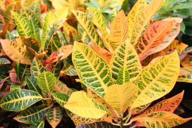Кодиеум пестрый (Codiaeum variegatum) Кодиеум пестрый (Codiaeum variegatum)