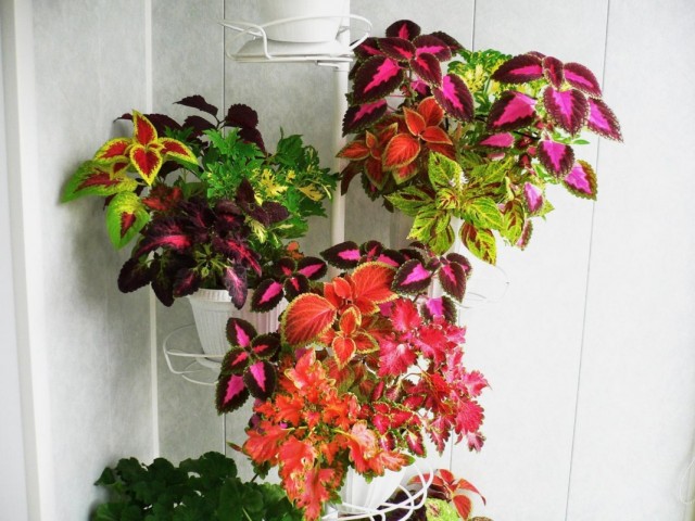 Плектрантус шлемниковидный, или Колеус (Plectranthus scutellarioides) Плектрантус шлемниковидный, или Колеус (Plectranthus scutellarioides)