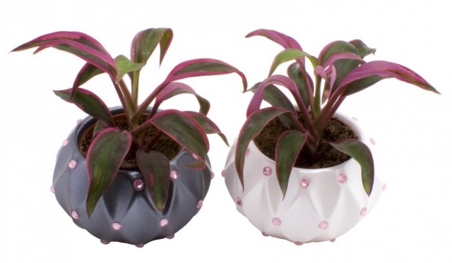 Кордилина кустарниковая (Cordyline fruticosa) Кордилина кустарниковая (Cordyline fruticosa)