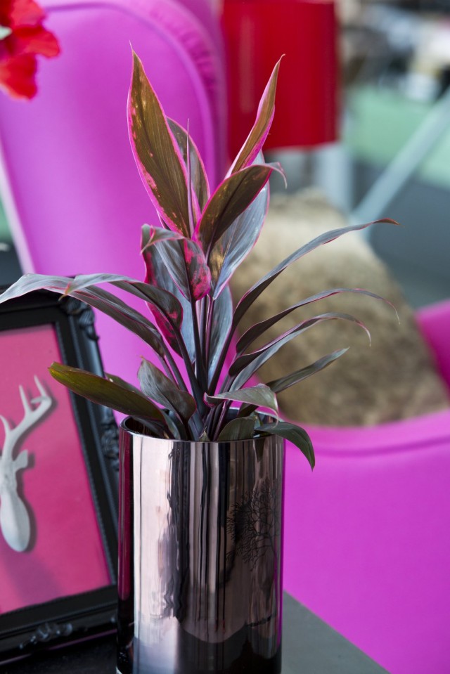 Кордилина кустарниковая (Cordyline fruticosa) Кордилина кустарниковая (Cordyline fruticosa)