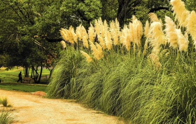 Пампасная трава, или Кортадерия Селло, или Кортадерия двудомная (Cortaderia selloana) Пампасная трава, или Кортадерия Селло, или Кортадерия двудомная (Cortaderia selloana)