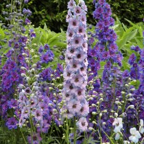 Дельфиниум (Delphinium) Дельфиниум (Delphinium)