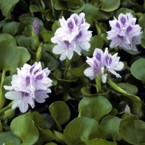 Эйхорния отличная, или водяной гиацинт (Eichhornia crassipes) Эйхорния отличная, или водяной гиацинт (Eichhornia crassipes)