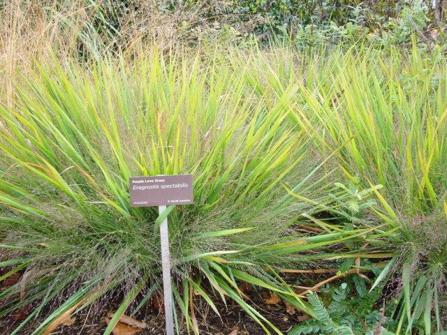 Полевичка видная (Eragrostis spectabilis) Полевичка видная (Eragrostis spectabilis)