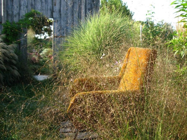 Полевичка (Eragrostis) Полевичка (Eragrostis)