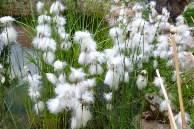 Пушица узколистная (Eriophorum angustifolium) Пушица узколистная (Eriophorum angustifolium)