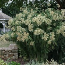 Посконник пятнистый (Eupatorium maculatum) Посконник пятнистый (Eupatorium maculatum)