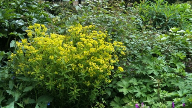 Молочай болотный (Euphorbia palustris) Молочай болотный (Euphorbia palustris)