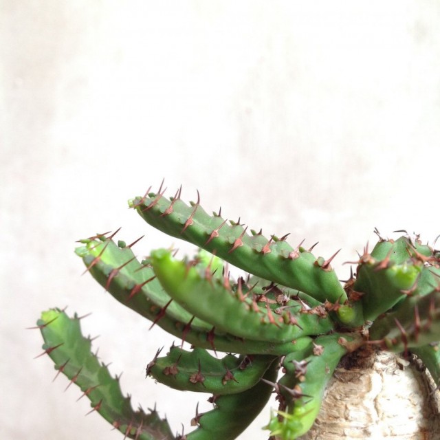 Молочай звездчатый (Euphorbia stellata) Молочай звездчатый (Euphorbia stellata)