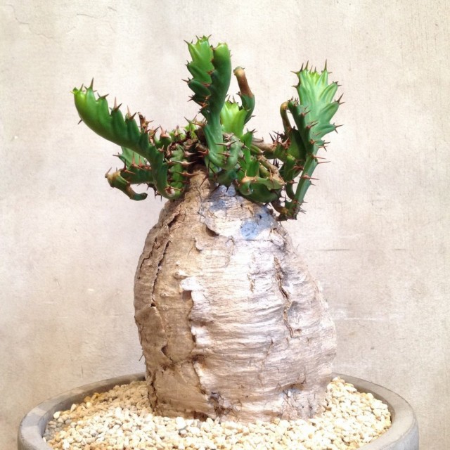 Молочай звездчатый (Euphorbia stellata) Молочай звездчатый (Euphorbia stellata)