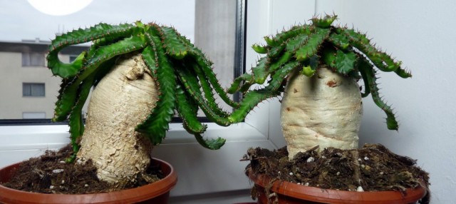 Молочай звездчатый (Euphorbia stellata) Молочай звездчатый (Euphorbia stellata)