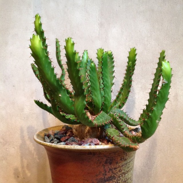Молочай звездчатый (Euphorbia stellata) Молочай звездчатый (Euphorbia stellata)