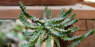 Молочай звездчатый (Euphorbia stellata)