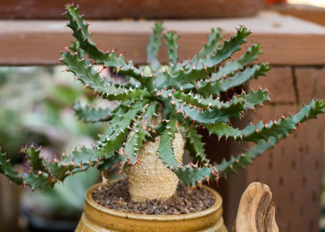 Молочай звездчатый (Euphorbia stellata) Молочай звездчатый (Euphorbia stellata)