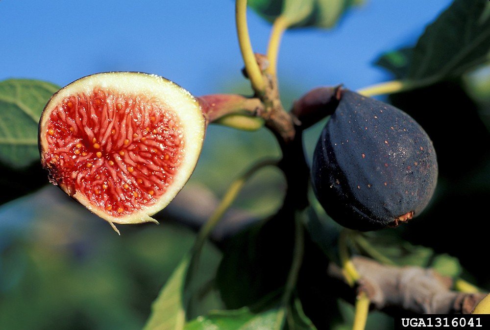 Ficus-carica