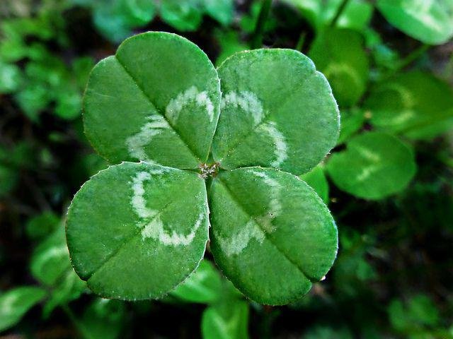 Four-leaf-clover-1