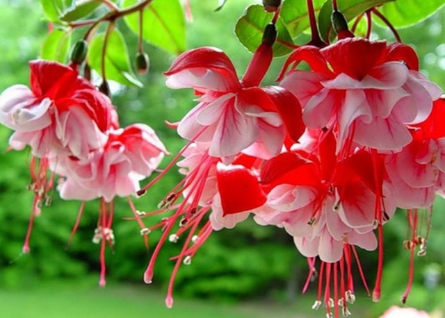 Цветки фуксии (Fuchsia) Цветки фуксии (Fuchsia)