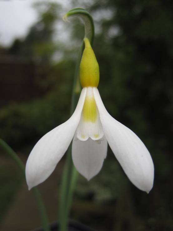 Galanthus-Ronald-Mackenzie-1
