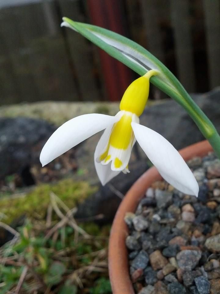 Galanthus-Ronald-Mackenzie-2