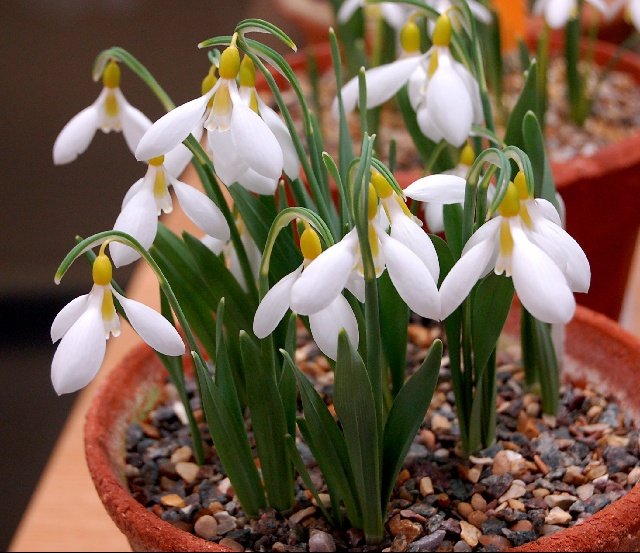 Galanthus-Ronald-Mackenzie-3