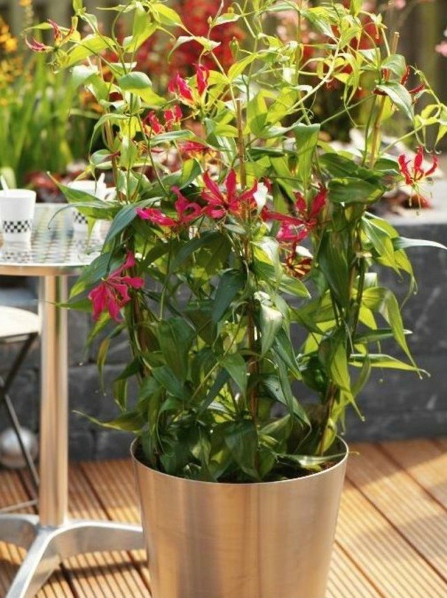 Глориоза роскошная (Gloriosa superba) Глориоза роскошная (Gloriosa superba)