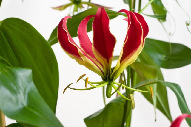 Глориоза роскошная (Gloriosa superba) Глориоза роскошная (Gloriosa superba)