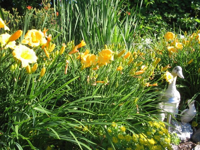 Лилейник, или Красоднев (Hemerocallis) Лилейник, или Красоднев (Hemerocallis)