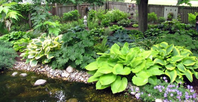 Хоста (Hosta) Хоста (Hosta)