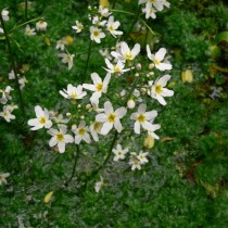 Турча болотная (Hottonia palustris) Турча болотная (Hottonia palustris)