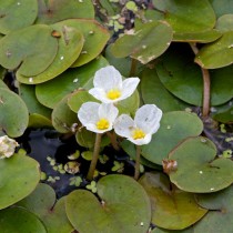 Водокрас лягушачий или Водокрас обыкновенный (Hydrocharis morsus-ranae) Водокрас лягушачий или Водокрас обыкновенный (Hydrocharis morsus-ranae)