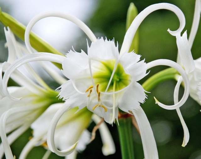 Гименокаллис (Hymenocallis) Гименокаллис (Hymenocallis)