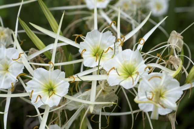 Гименокаллис (Hymenocallis) Гименокаллис (Hymenocallis)