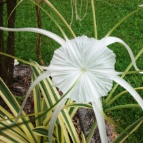 Гименокаллис карибский пестролистный (Hymenocallis caribaea variegata) Гименокаллис карибский пестролистный (Hymenocallis caribaea variegata)