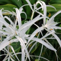 Гименокаллис прекрасный (Hymenocallis speciosa) Гименокаллис прекрасный (Hymenocallis speciosa)